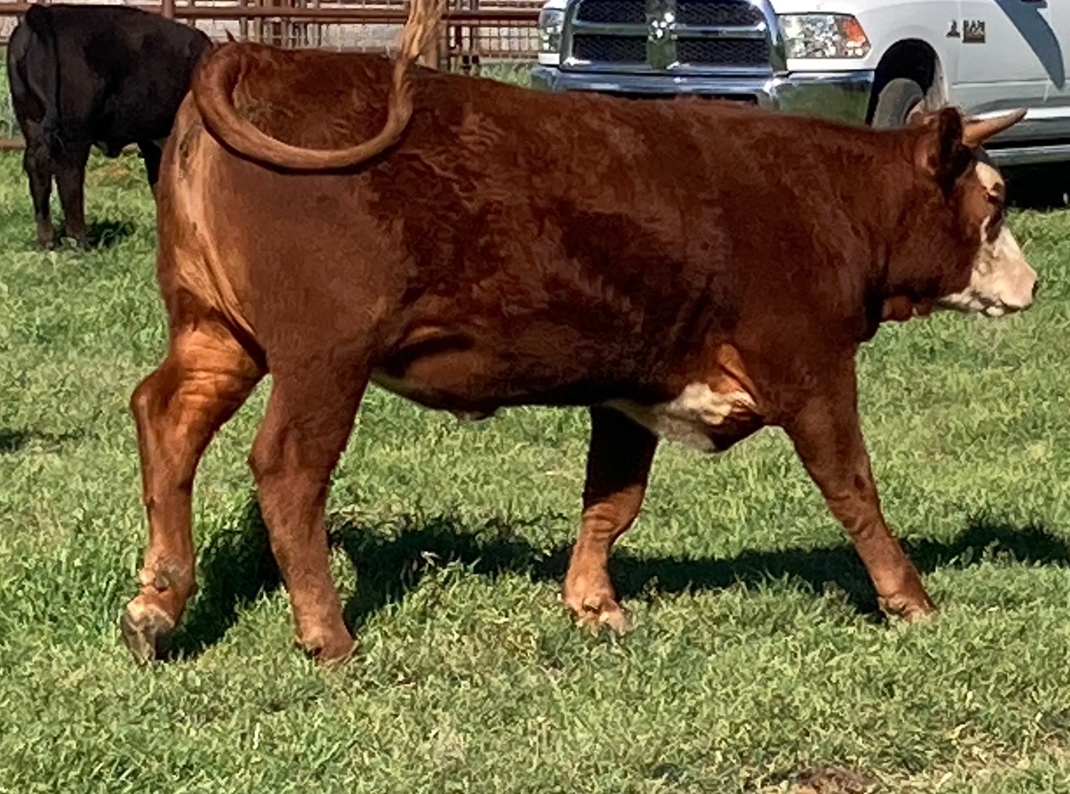 Grass-fed slaughter calf, Hereford-cross